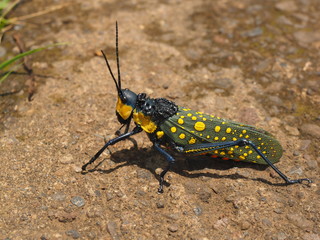 Colourful locust in ubud, bali