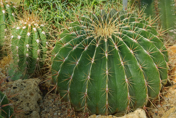 Obraz premium Cactus boule du Mexique