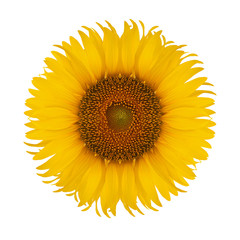 sunflower isolated on white background