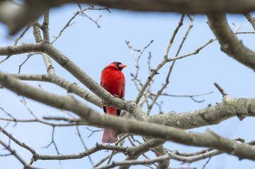 Northern Cardinal looking a little crazy