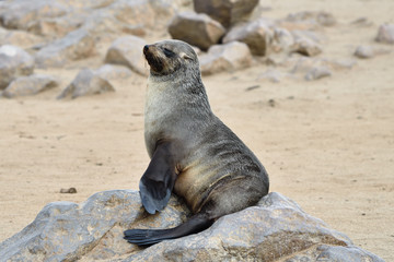 Fototapeta premium Cape fur seal, Namibia