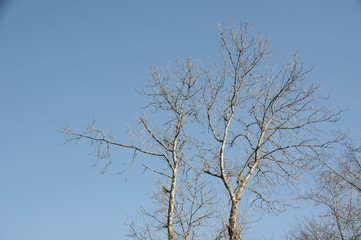 Baumkrone ohne Blätter