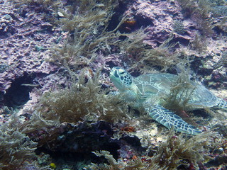 Turtle on the ocean floor