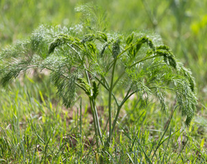 carrot tops in nature