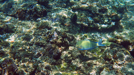 striped surgeonfish swimming above coral