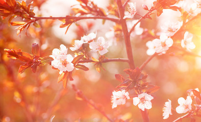 Cherry tree blossom background