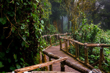 Wooden path way