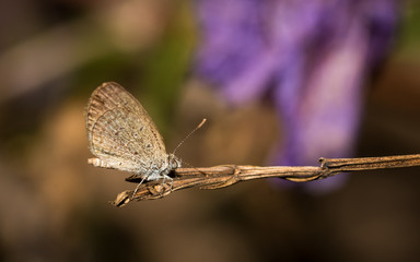 The little butterfly.