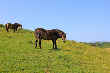 Fototapeta na wymiar grasende Ponies nahe der Küste