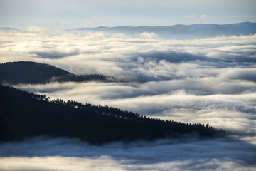 Island of trees in a sea of fog