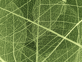 green leaf texture - detail