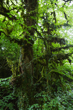 Boxwood moss-covered forest. Krasnodar region, Russia © Olivia