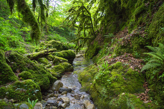 Boxwood moss-covered forest in the river valley Psakho. Krasnodar region, Russia