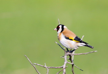 European Goldfinch on branch with green background (Carduelis carduelis)
