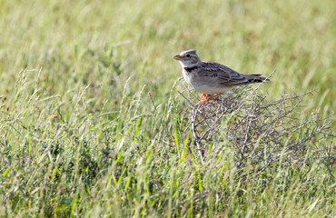 steppe birds in nature