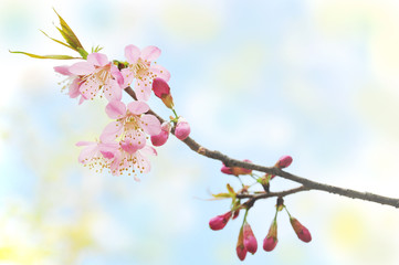 Beautiful of Wild Himalayan Cherry flowers background, nature concept and selective focus
