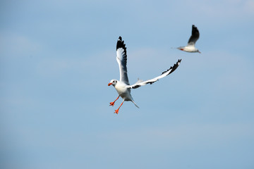 seagulls on the sky