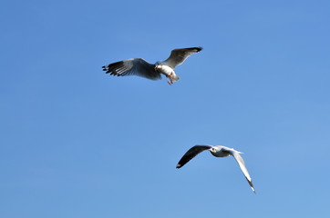 Obraz premium seagulls on the sky