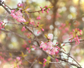 Beautiful of Wild Himalayan Cherry flowers background, nature concept and selective focus