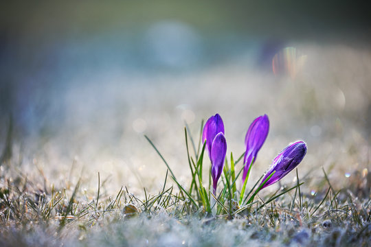 Crocus Flowers with Hoar Frost
