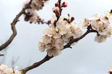 Blooming wild apricot in the garden