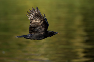 Carrion Crow
