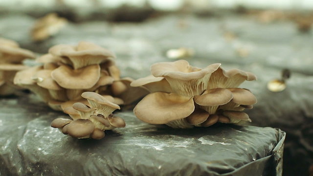 Brown oyster mushrooms are growing in farm