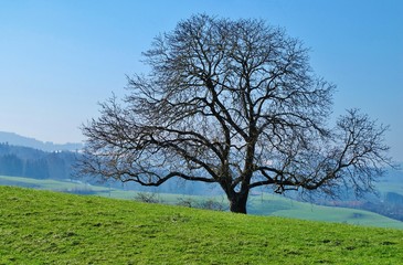 Baumkrone im Vorfrühling