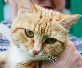 Portrait of a red cat