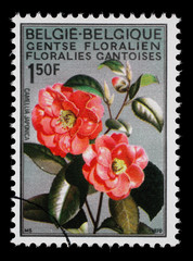 Stamp printed in the Belgium shows Camellia, Flower, International Flower Exhibition in Gent, circa...