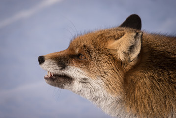 fox and snow - barking
