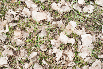 Dry withered leaves on the ground