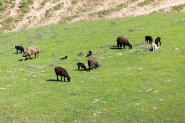 Sheep graze in a meadow