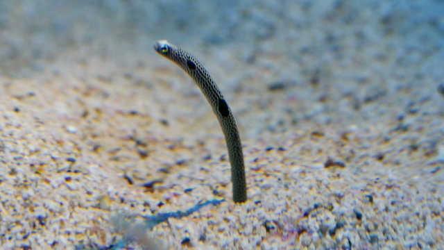 Underwater sand worm poke their heads up