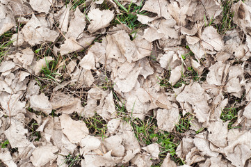 Dry withered leaves on the ground
