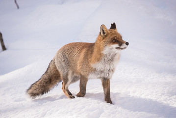 fox and snow - walking