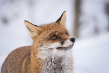 Obraz premium fox and snow - eye