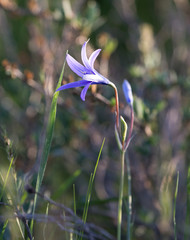 blue flower in the desert in the spring