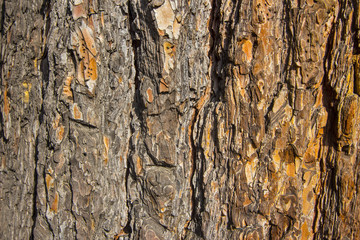 Tree bark seamless background 