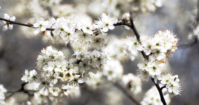 rami di ciliegio in fiore con sfocatura da lente vintage