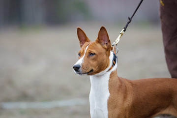 Basenji dog on a leash. Portrait