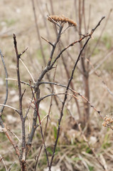 The bare twigs of the Bush in the field