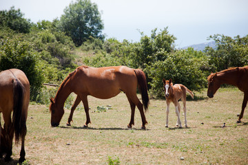 Fototapeta premium large and small horses grazing in field 