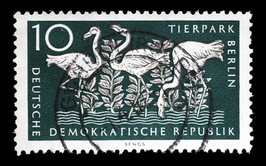 Stamp printed in GDR shows Greater Flamingo, Berlin, German Zoological Garden, circa 1956