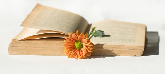 Stara książka z brązowymi kartkami i pomarańczowy kwiat.