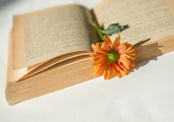 Stara książka i kwiat.