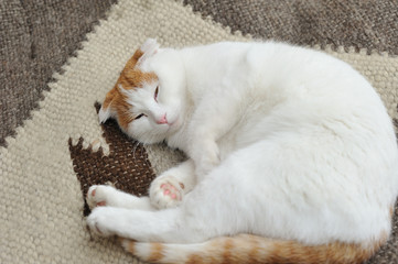 Fototapeta na wymiar Portrait of Cat Sleeping on Plaid