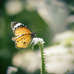 Monarch butterfly seeking nectar on a flower