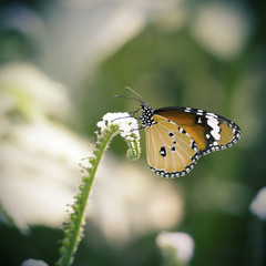 Fototapeta na wymiar Monarch butterfly seeking nectar on a flower