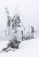 Trees broken by snow